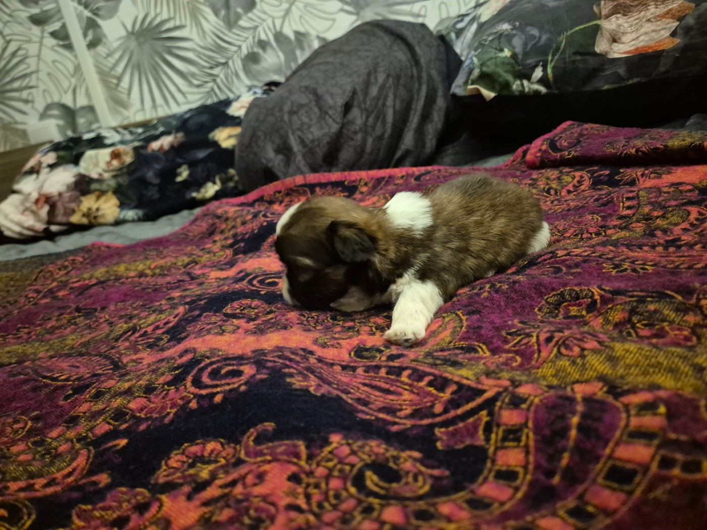 di a Stella Turchina - Chiots disponibles - Shih Tzu