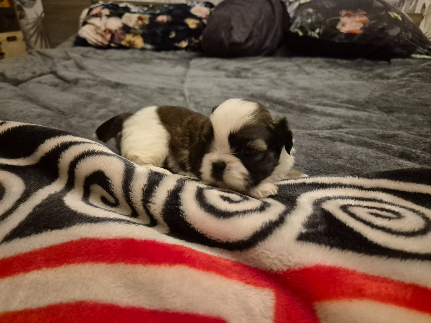 di a Stella Turchina - Shih Tzu - Portée née le 25/12/2025