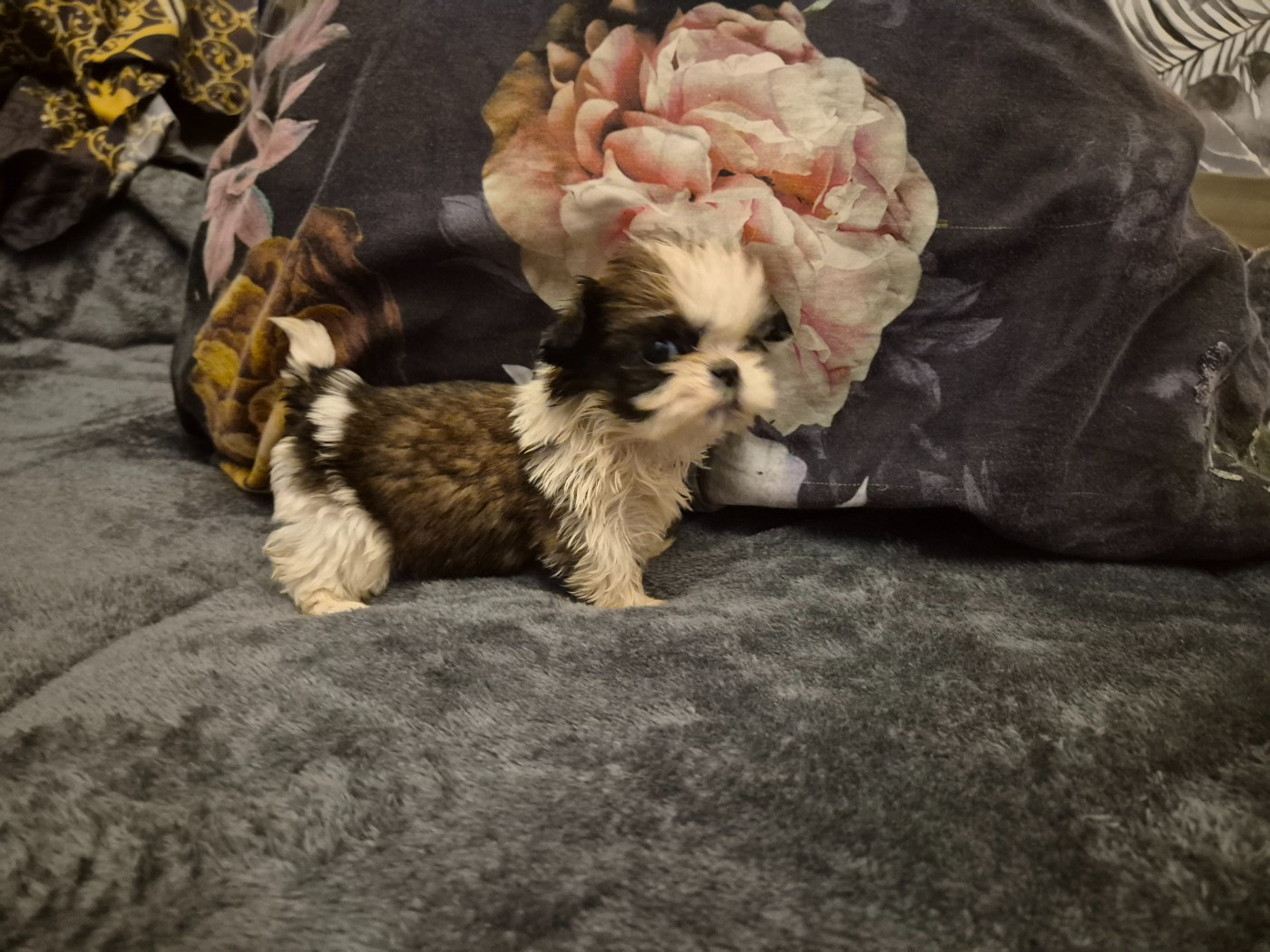 di a Stella Turchina - Chiots disponibles - Shih Tzu