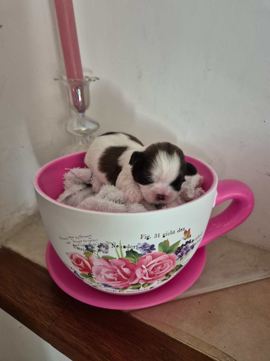 di a Stella Turchina - Chiots disponibles - Shih Tzu