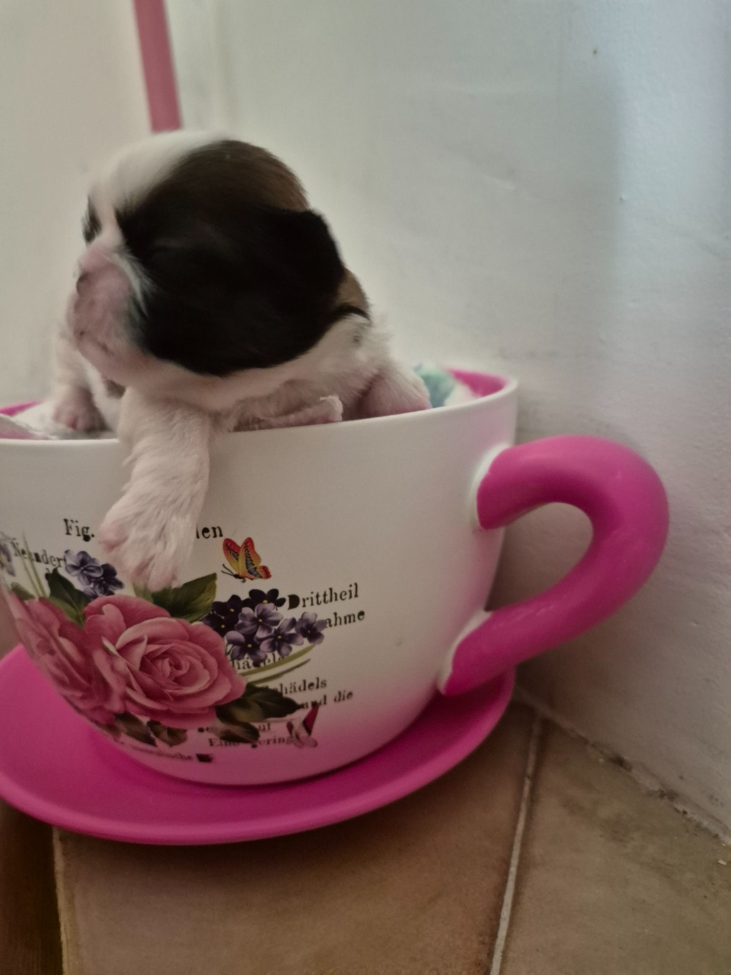 di a Stella Turchina - Chiots disponibles - Shih Tzu