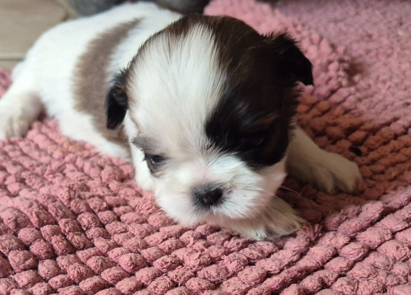 di a Stella Turchina - Chiots disponibles - Shih Tzu