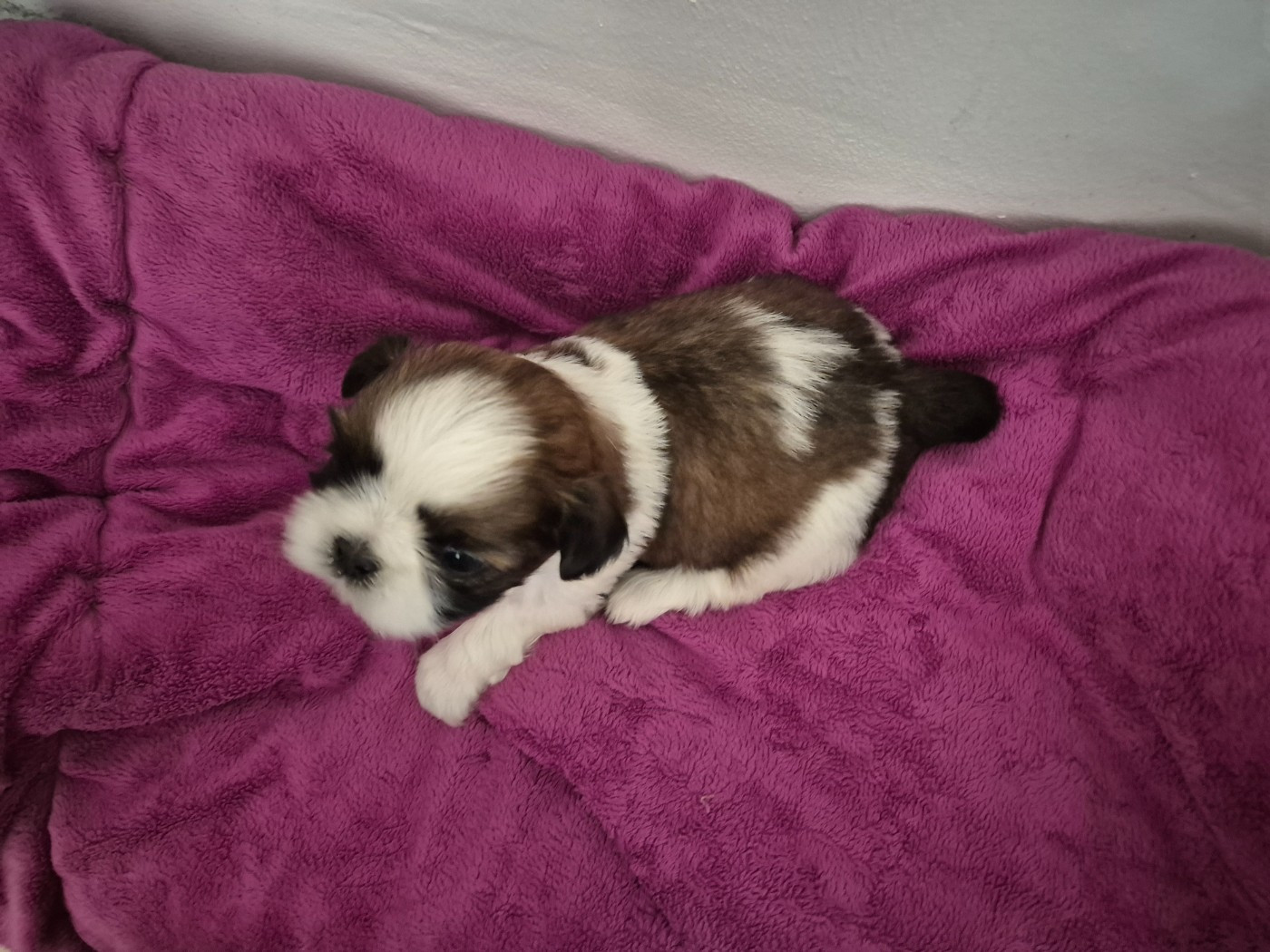 di a Stella Turchina - Chiots disponibles - Shih Tzu