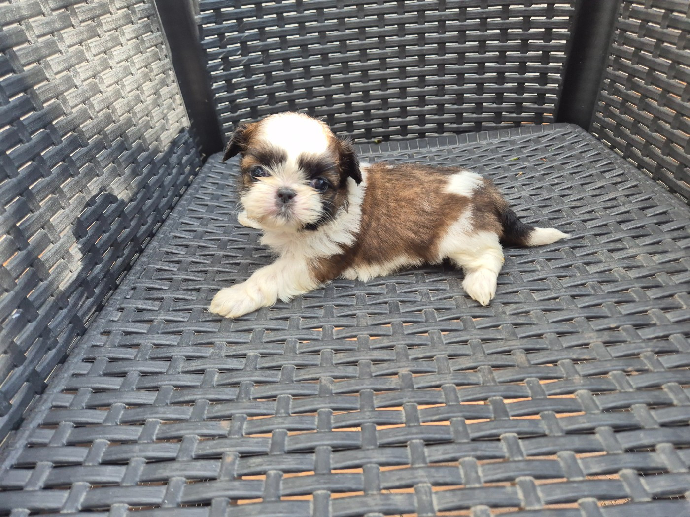 di a Stella Turchina - Chiots disponibles - Shih Tzu