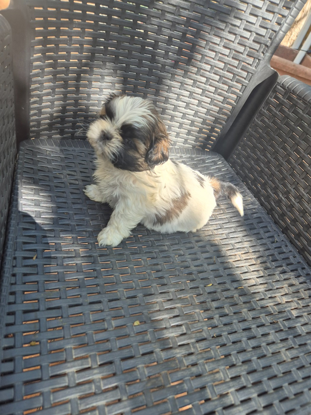 di a Stella Turchina - Chiots disponibles - Shih Tzu