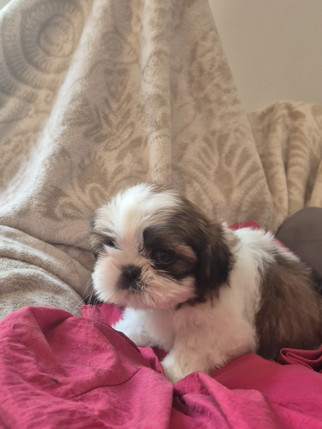 di a Stella Turchina - Chiots disponibles - Shih Tzu