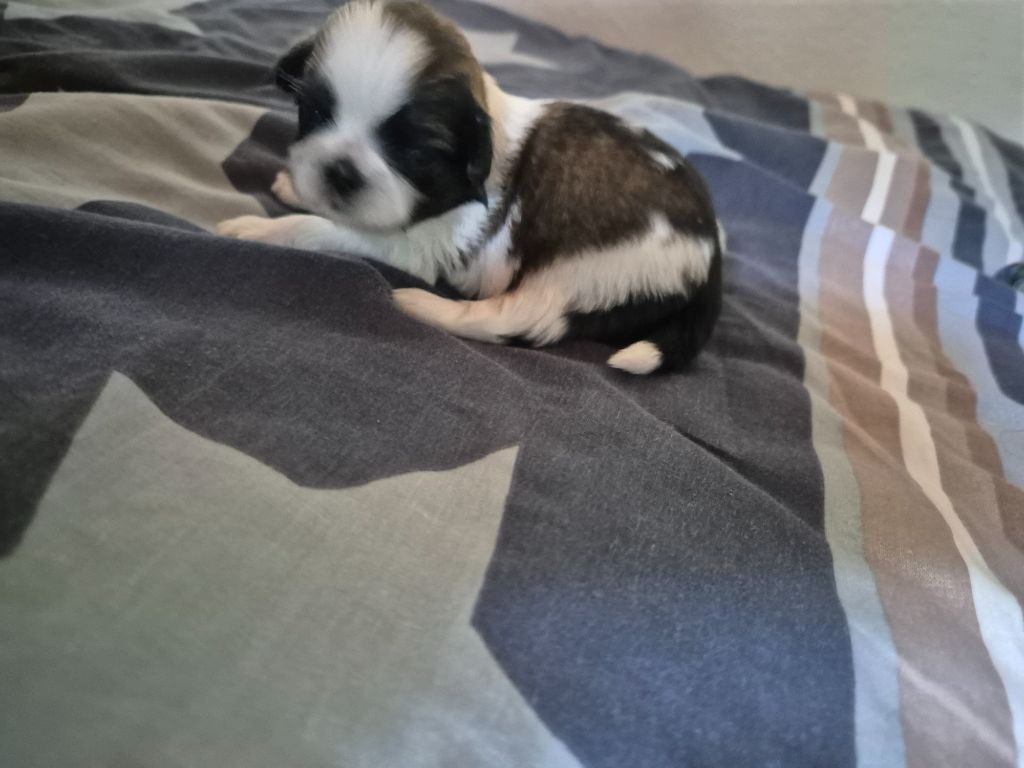 di a Stella Turchina - Chiots disponibles - Shih Tzu
