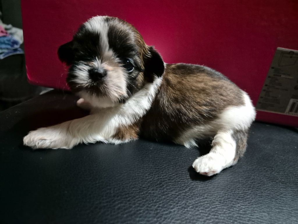 di a Stella Turchina - Chiots disponibles - Shih Tzu