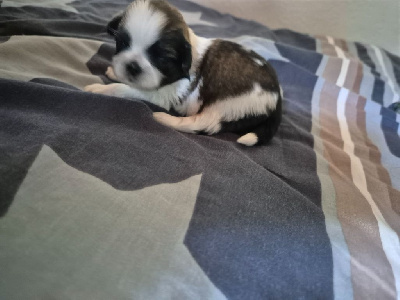 CHIOT 1