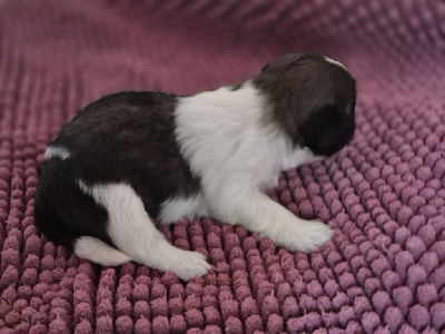 CHIOT 2