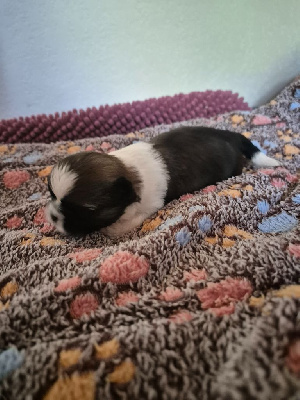 CHIOT 3