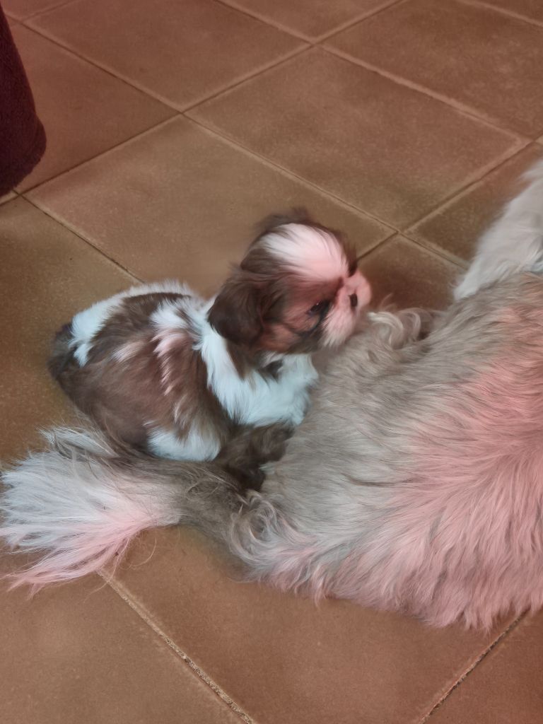 di a Stella Turchina - Chiots disponibles - Shih Tzu