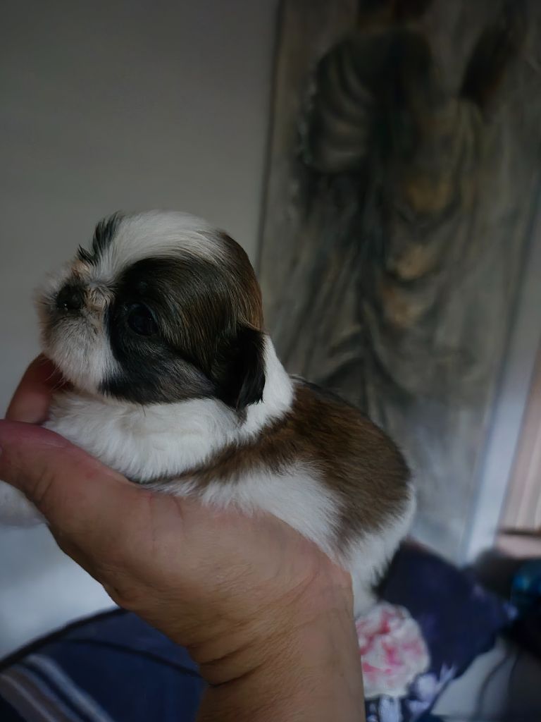 di a Stella Turchina - Chiots disponibles - Shih Tzu