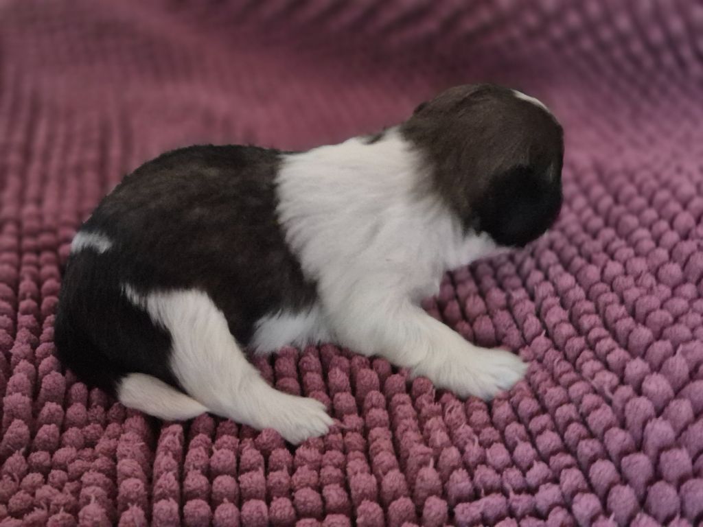 di a Stella Turchina - Chiots disponibles - Shih Tzu