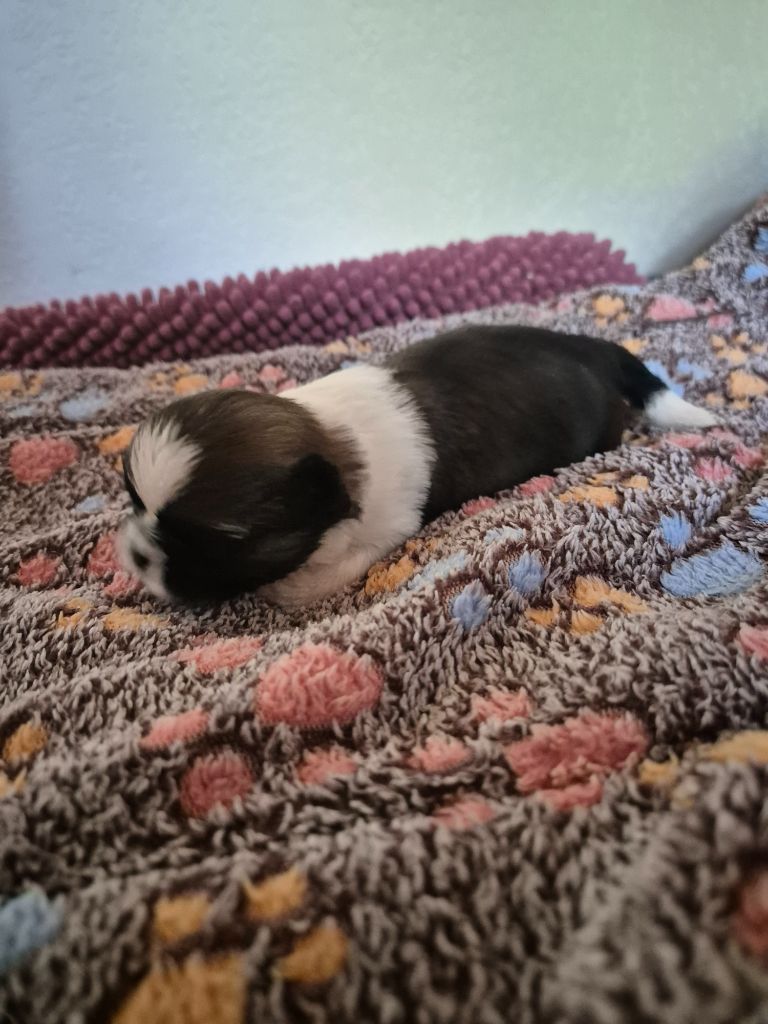 di a Stella Turchina - Chiots disponibles - Shih Tzu